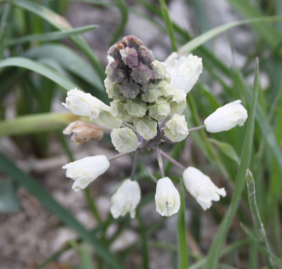 Bellevalia romana (L.) Sweet